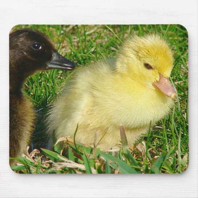 Ducklings Mouse Pad (Front)