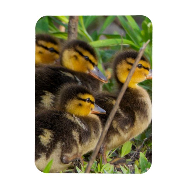 Ducklings Photo Magnet (Vertical)