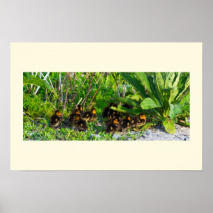 Ducklings Photo Poster
