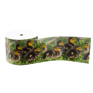Ducklings Photo Ribbon  Grosgrain Ribbon