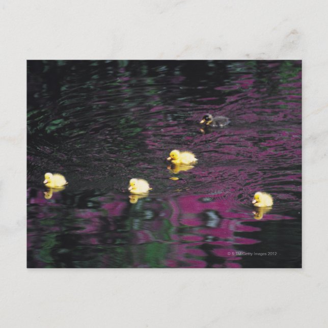 ducklings postcard (Front)