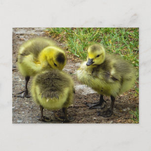 Ducklings Postcard