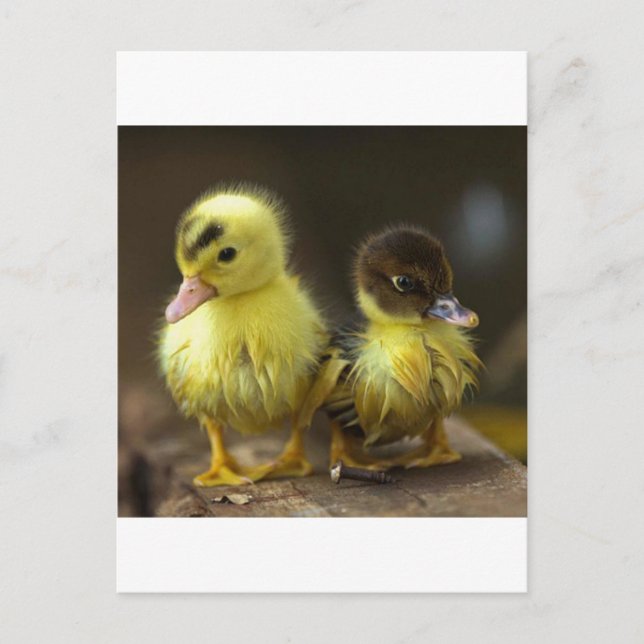 Ducklings Postcard (Front)