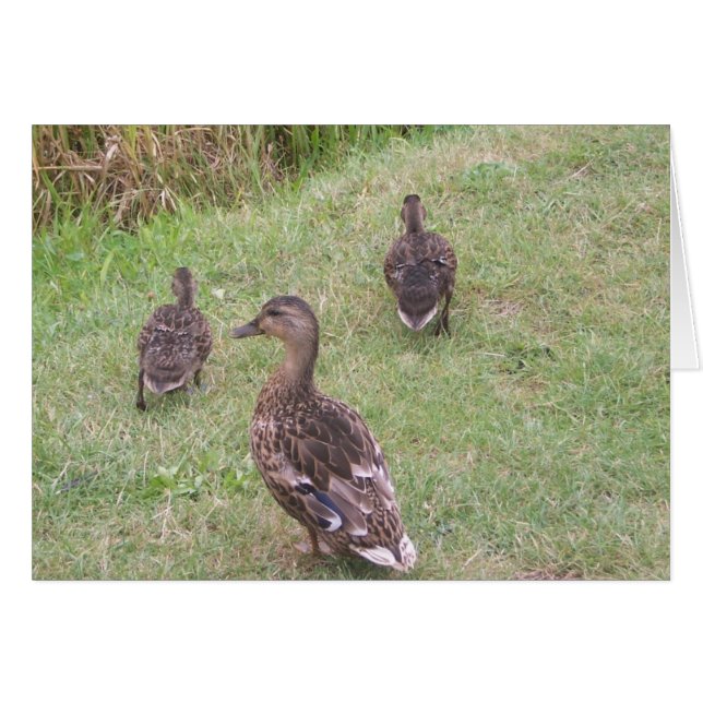 ducks (Front Horizontal)