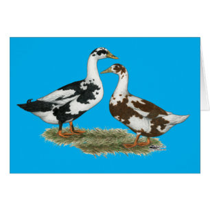Ducks Ancona Pair