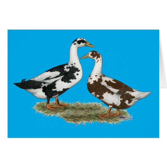 Ducks Ancona Pair (Front Horizontal)