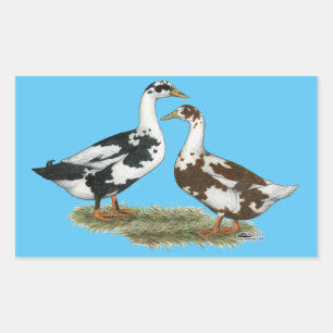 Ducks Ancona Pair Rectangular Sticker