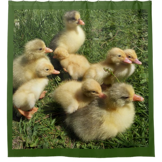 ducks and goslings shower curtain (Front)