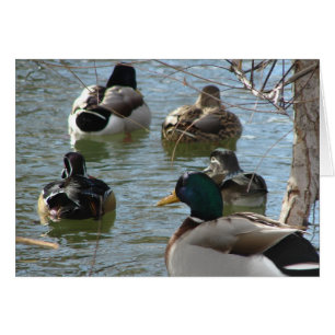 Ducks and More Ducks all occasions greeting card