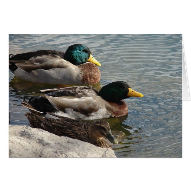 Ducks at the Park (Front Horizontal)