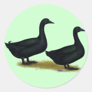 Ducks:  Black Cayugas Classic Round Sticker