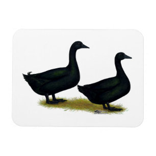 Ducks: Black Cayugas Magnet