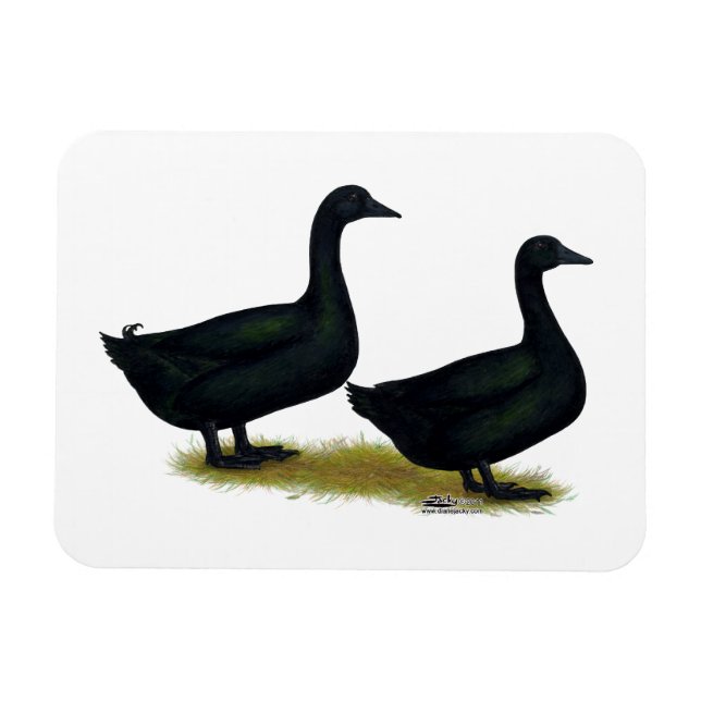 Ducks:  Black Cayugas Magnet (Horizontal)