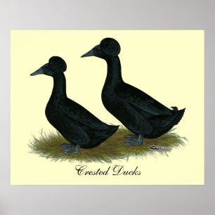 Ducks:  Black Crested Poster