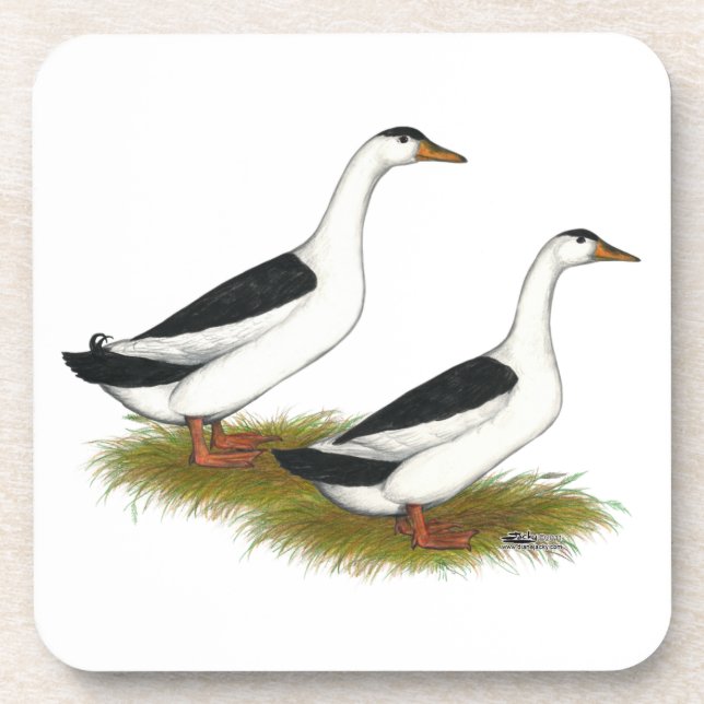 Ducks:  Black Magpies Coaster (Front)