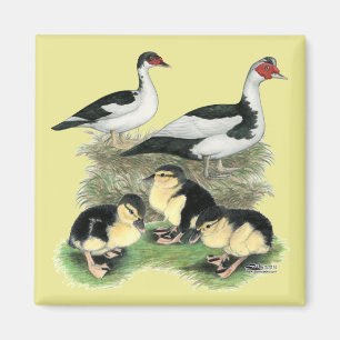 Ducks Black Pied Muscovy Family Magnet
