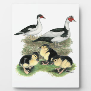 Ducks Black Pied Muscovy Family Plaque