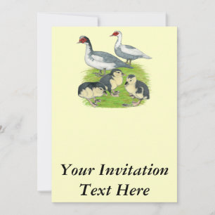 Ducks Blue Pied Muscovy Family Invitation