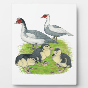 Ducks Blue Pied Muscovy Family Plaque