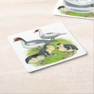 Ducks Blue Pied Muscovy Family Square Paper Coaster