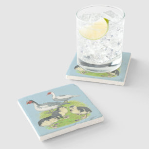 Ducks Blue Pied Muscovy Family Stone Coaster