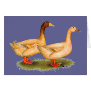 Ducks: Buff Orpington