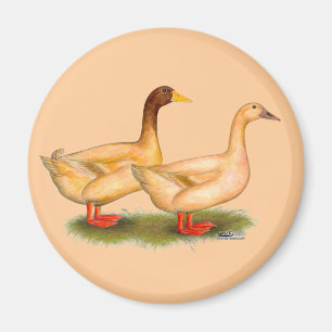 Ducks: Buff Orpington Magnet