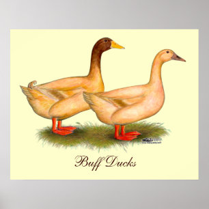 Ducks:  Buff Orpington Poster