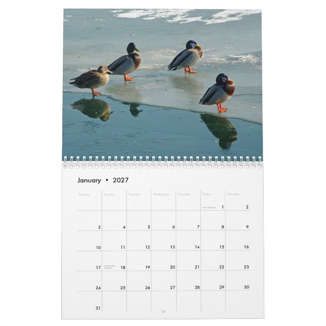Ducks Calendar (Jan 2027)