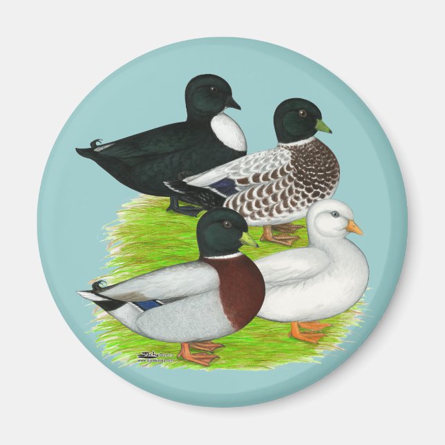 Ducks:  Call Quartet Magnet (Front)