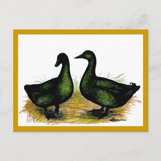Ducks:  Cayuga Pair Postcard (Front)