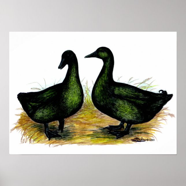 Ducks:  Cayuga Pair Poster (Front)