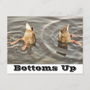 Ducks Feeding Holiday Postcard