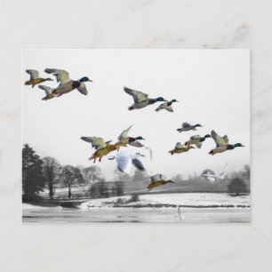 Ducks flying postcard