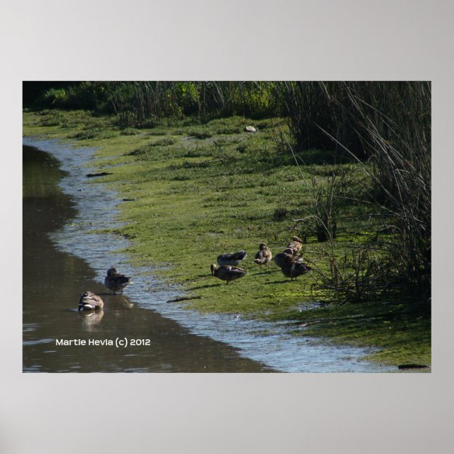 Ducks' Hang Out Poster (Front)