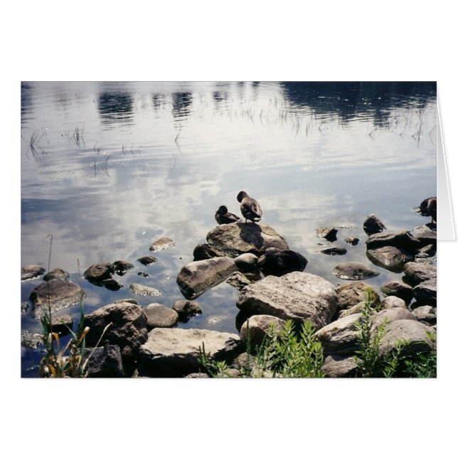 ducks in a river (Front Horizontal)