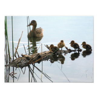 Ducks in a Row Photo Print