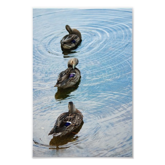 Ducks in a Row Photo Print (Front)