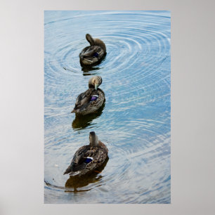 Ducks in a Row Poster