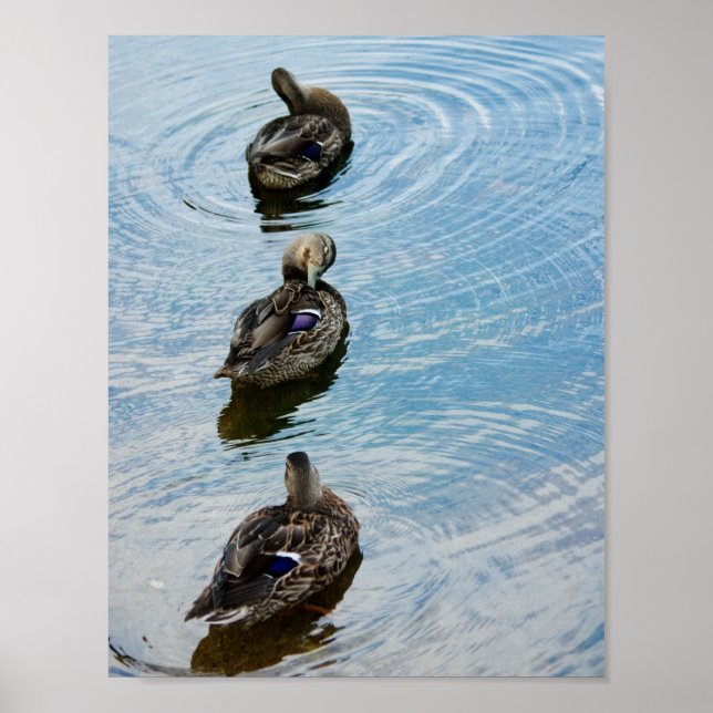 Ducks in a Row Poster (Front)