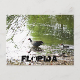 Ducks in Florida Postcard