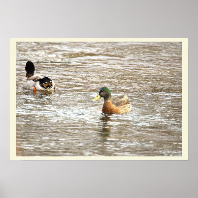 Ducks in Icy Creek Poster