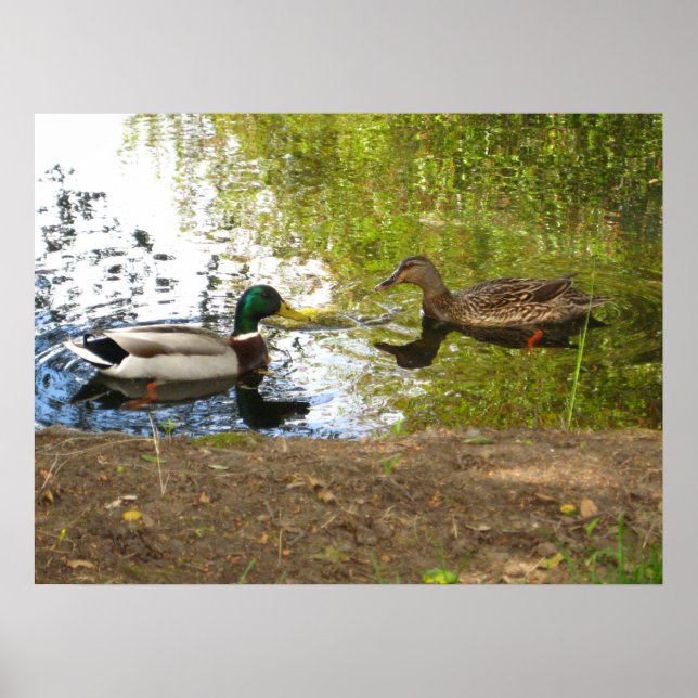 "Ducks In Love" Poster (Front)