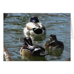 Ducks in the Park all occasions greeting card