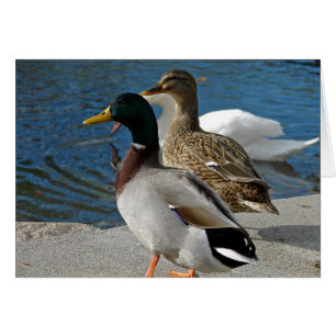 Ducks in the Park All Occasions Greeting Card