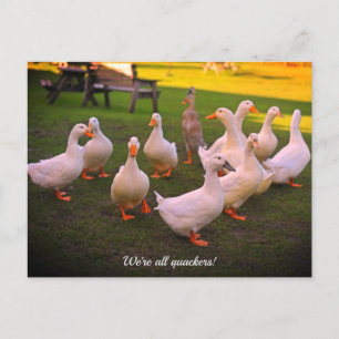 Ducks in the Park Funny Quackers Holiday Postcard
