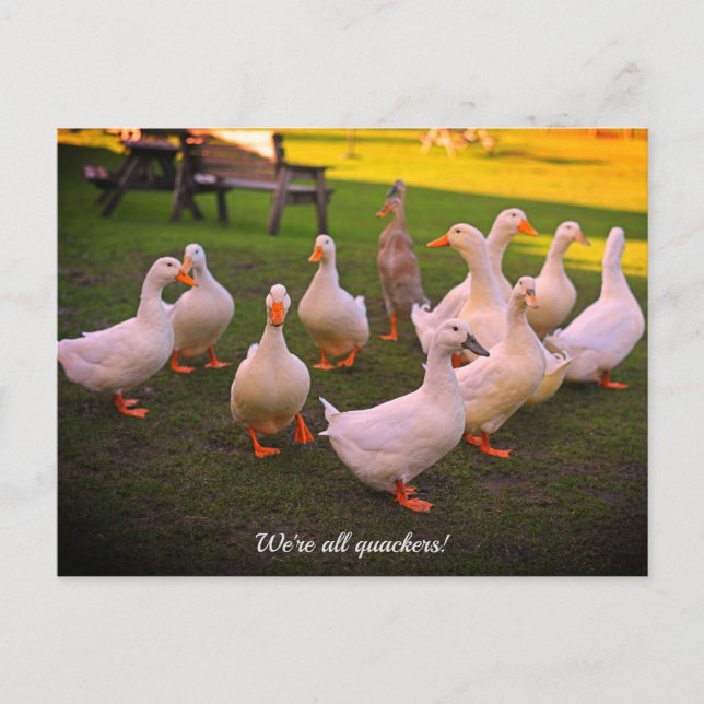 Ducks in the Park Funny Quackers Holiday Postcard (Front)