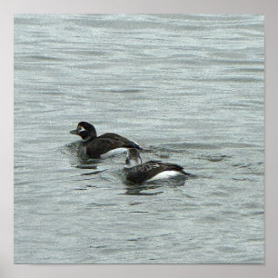Ducks in Water Photo Poster