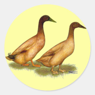 Ducks:  Khaki Campbell Classic Round Sticker