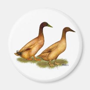 Ducks: Khaki Campbell Magnet